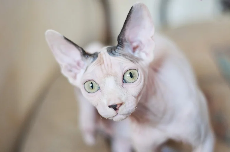 Přiblížená fotka bezsrsté kočky rasy sphynx.