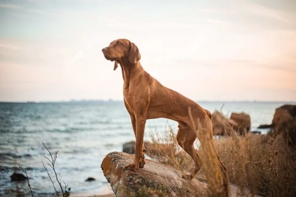 Hungarian short-haired pointer dog
