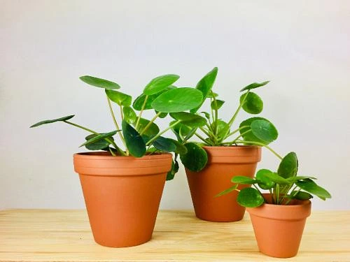 Tři rostliny pileu peperomioides v keramických hrncích na dřevě.