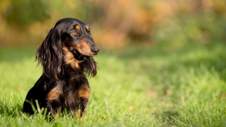 Dachshund dog sitting on grass