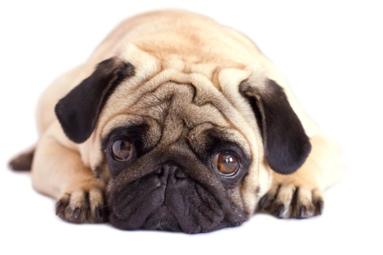 Mops leží na břiše s hlavou opřenou o tlapky.