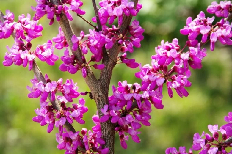 Purple redbud blossoms on branches