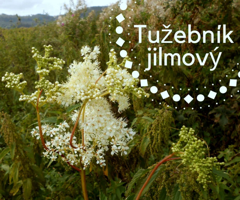 Bílý kvetoucí tužebníček rostoucí na louce s názvem v textu.
