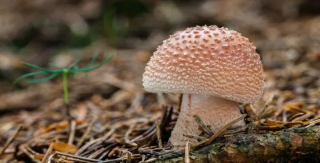 Růžovka muchomůrka s bílými tečkami na klobouku v lese.