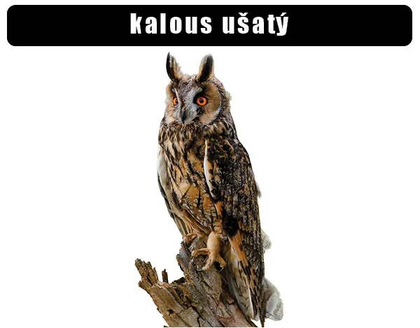 Eurasian eagle-owl