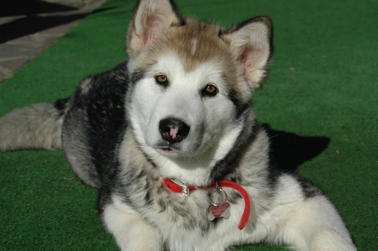 Alaskan malamute dog