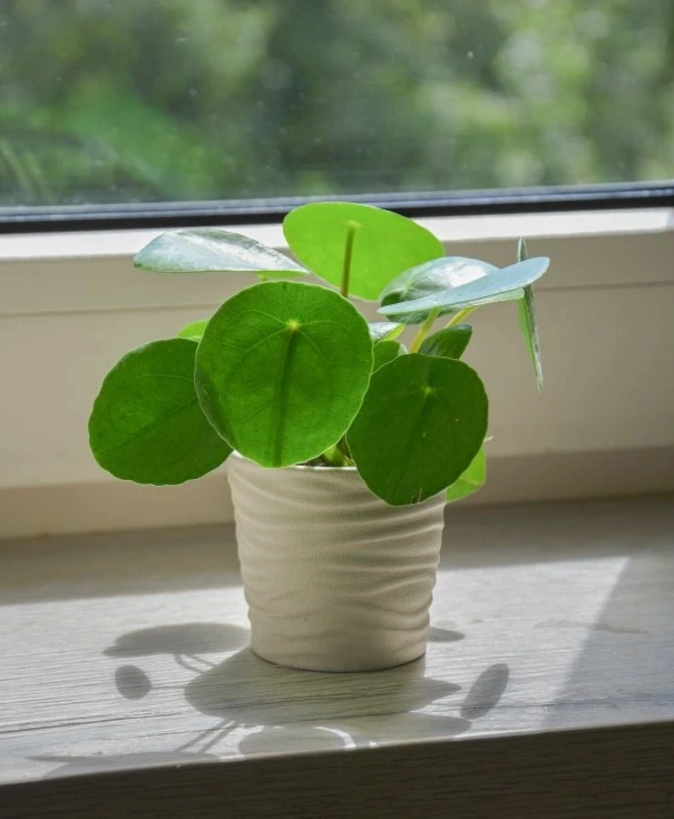 Zdravá pilea peperomioides v květináč na okenním parapetu.