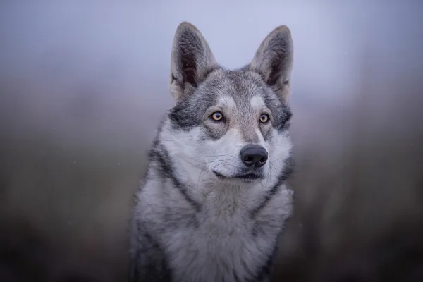 Portrétní fotografie vlčáka Saarlooseho s výrazným pohledem.