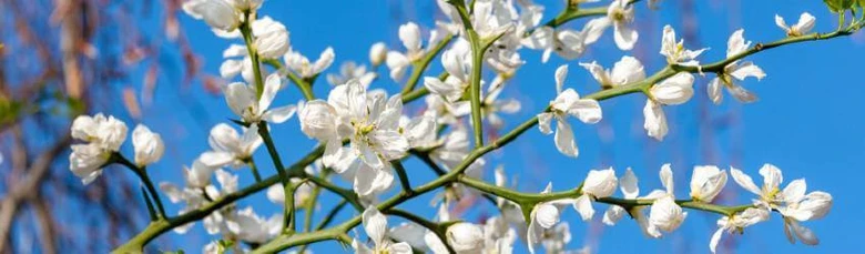 White flowering branches