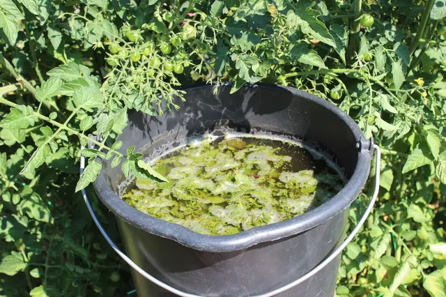Černá kbelík s kopřivovou jíhou mezi rajčatovými rostlinami.