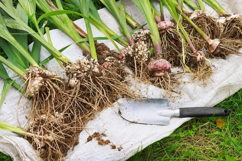 Vykopané hlízy gladiolů s kořeny na bílém plátně vedle zahradní lžičky.
