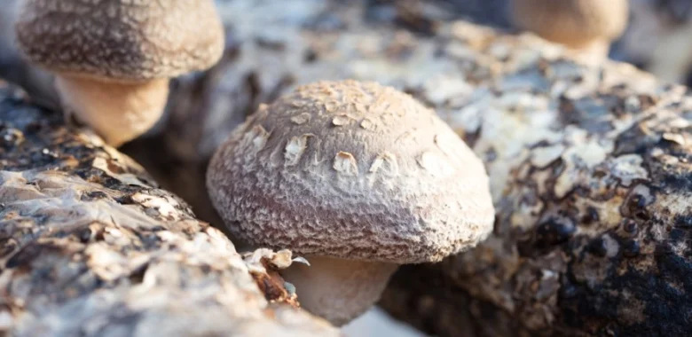 Houby Shiitake rostoucí na dřevěném kmeni.