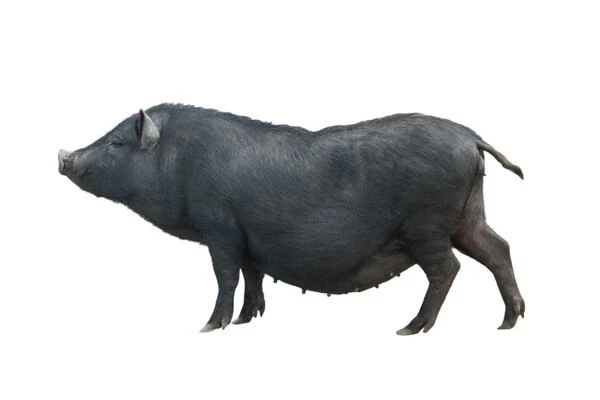 Černé prasata rasy mangalica v plné velikosti.