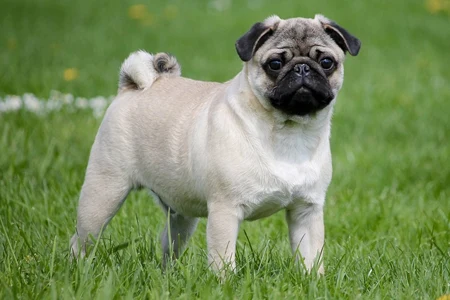 Mops stojí na trávníku s typickým čenichem.