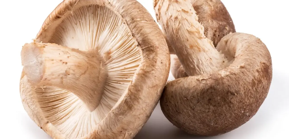 Čerstvé houby shiitake s viditelnými žebry na klobouku.
