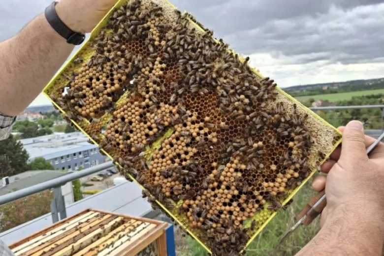 Honeycomb with bees and brood cells