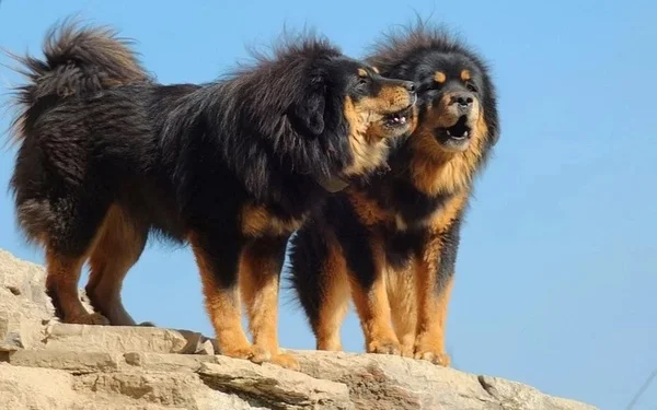 Dva tibetské mastifi stojí na skále pod modrou oblohou.
