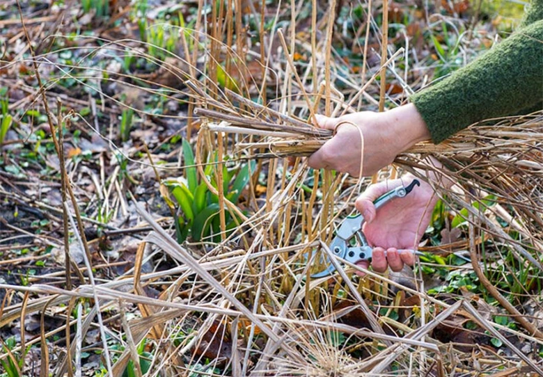 Ruční nůžky řezou suché stonky rostlin v zahradě.