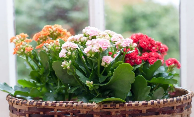 Kalanchoe s růžovými květy v košíku na okně.