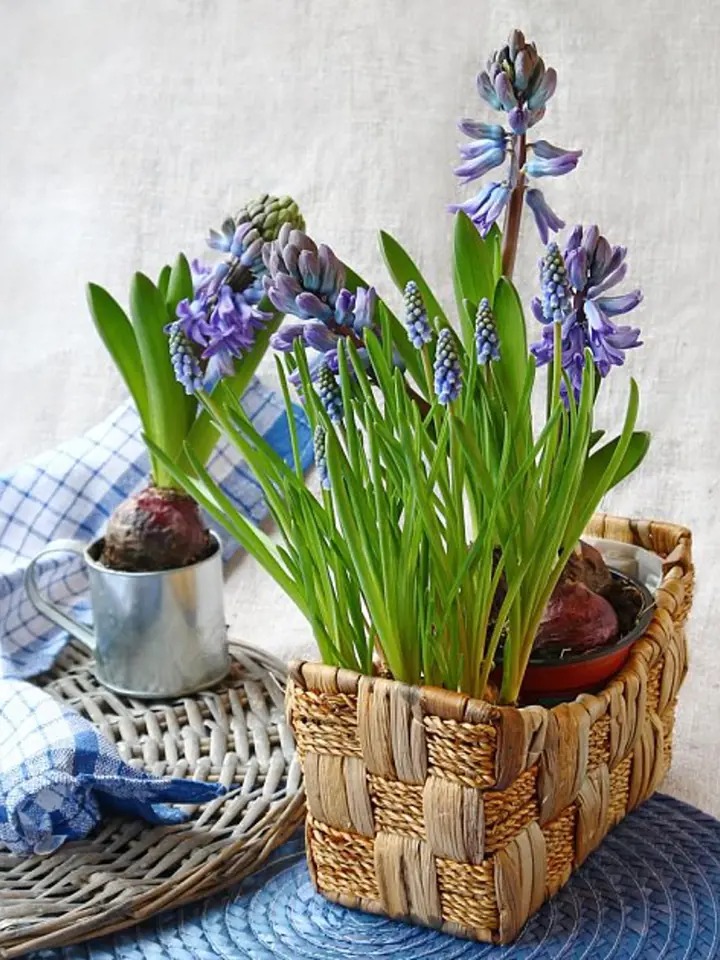 Koš s kvetoucími fialovými hyacinty v hrncích na modrém podložce.