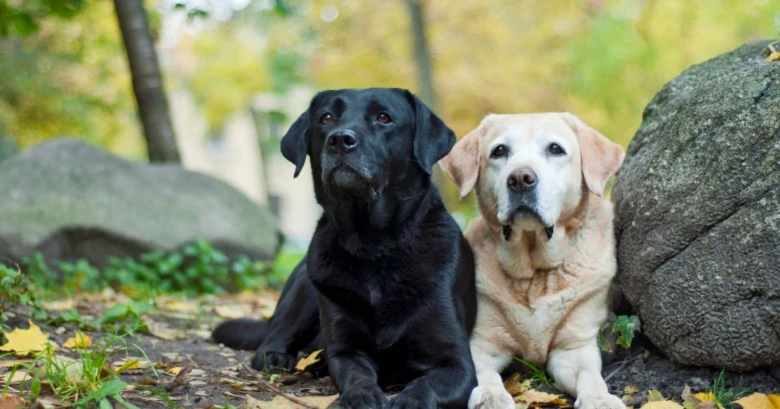 Dva labradorské retrívři sedí vedle sebe v podzimním parku.