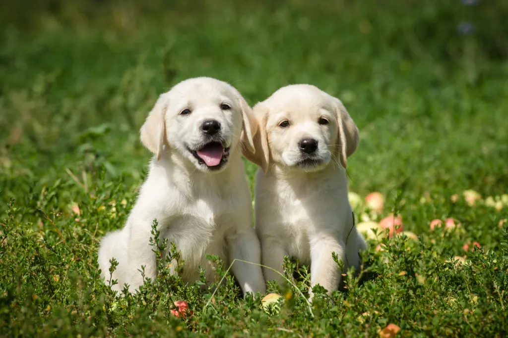 Dva štěňata labradorského retrívra sedící na trávě.