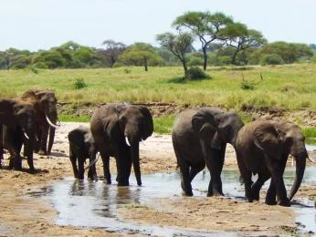 Stádo afrických slonů včetně mláděte u vodní nádrže.