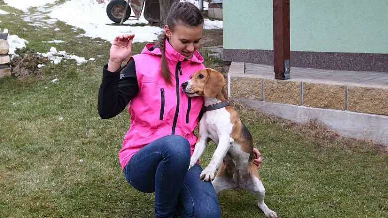 Dívka v růžové bundě hraje s bíglem na trávníku.