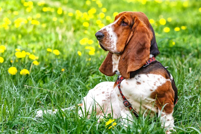 Baset hound sedí na trávníku mezi žlutými pampeliškami.