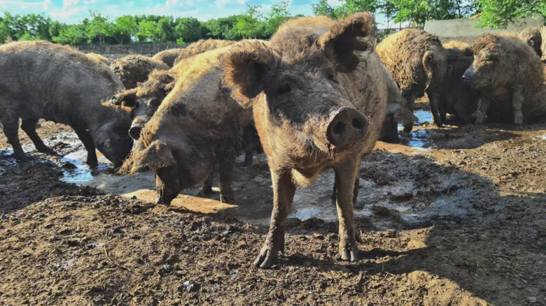 Skupina prasat mangalica v blate na farme