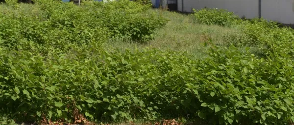 Rostliny s listy v zahradě, možná křídlatka nebo podobný bylinkový druh.