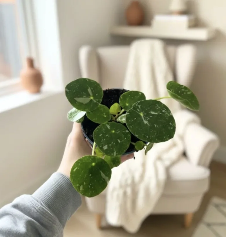 Ruka drží malou rostlinu pileu peperomioides v interiéru.