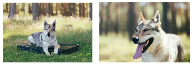 Československý vlčák leží na kůře ve stínu lesa.