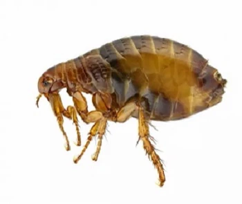 Dog flea