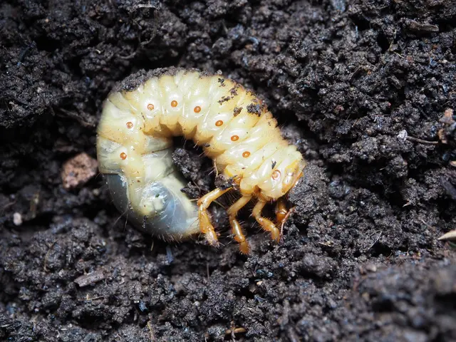 Žlutohnědá larva chrousta nebo zlatohlávka v tmavé půdě.