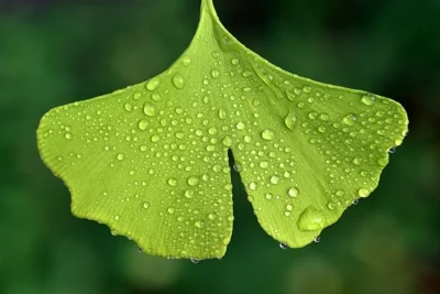 Zelený list ginkgo biloba s kapkami vody na pozadí.