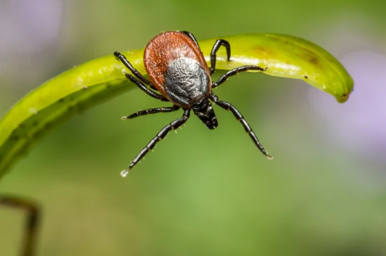 Tick on leaf