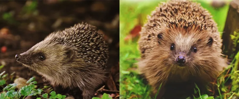 Dvě fotografie ježka bělobřichého v přírodě.