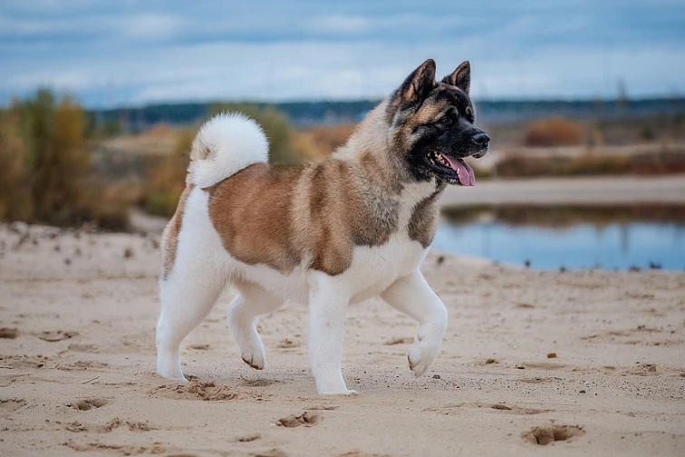 Americká akita chodí po pláži u vody.