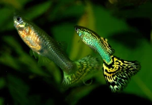 Guppies in aquarium