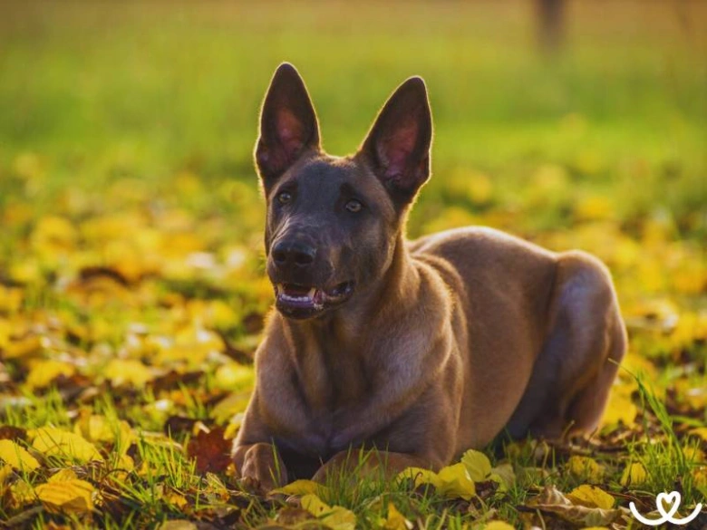 Belgický ovčák malinois leží na trávě mezi podzimními listy.