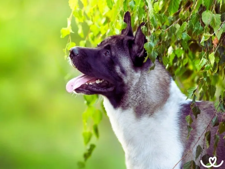 Americká akita stojí pod zelenými listy s vystrčeným jazykem.