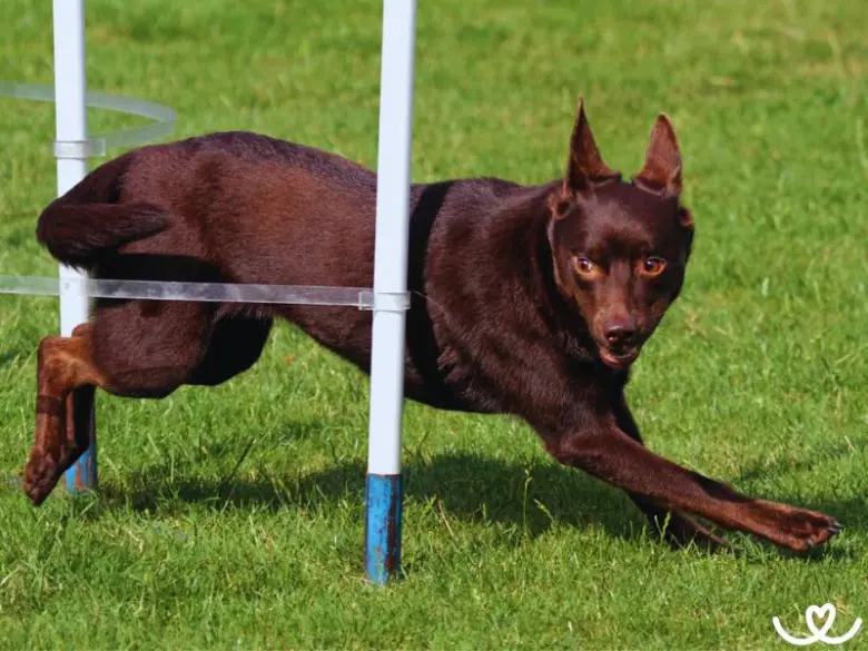 Hnědá australská kelpie běží přes překážky na trávníku.