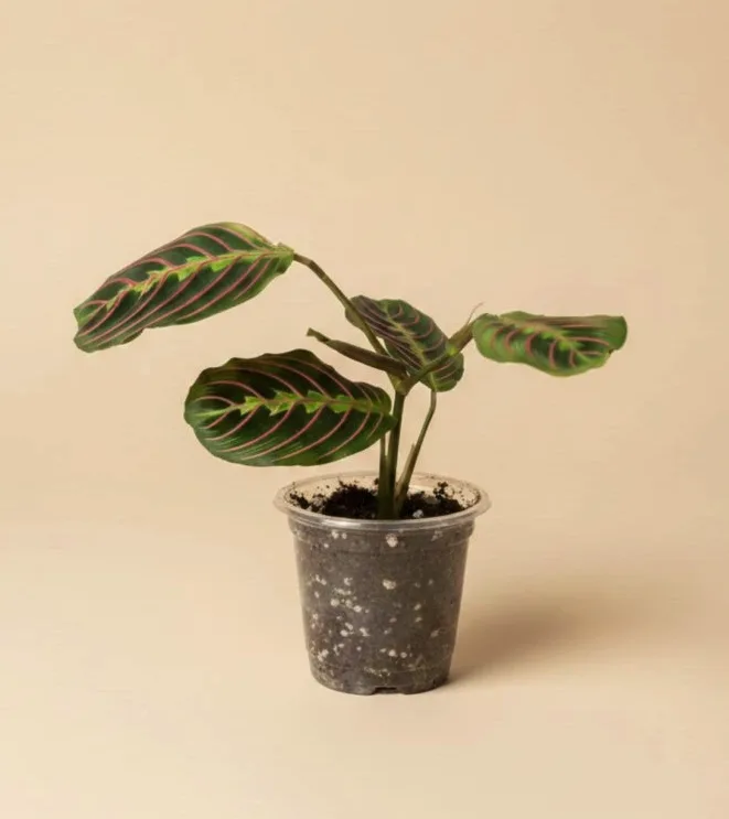 Pestrolistá brazilka maranta v květináč na neutrálním pozadí.