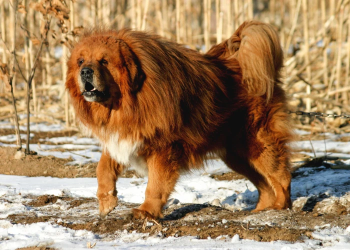 Velká tibetská doga stojí na sněhu venku.