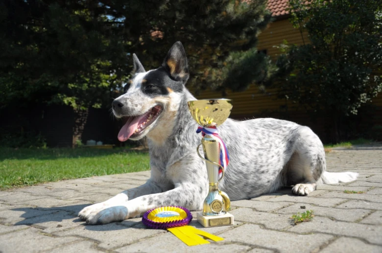 Australský honácký pes leží vedle trofeje na dlažbě.