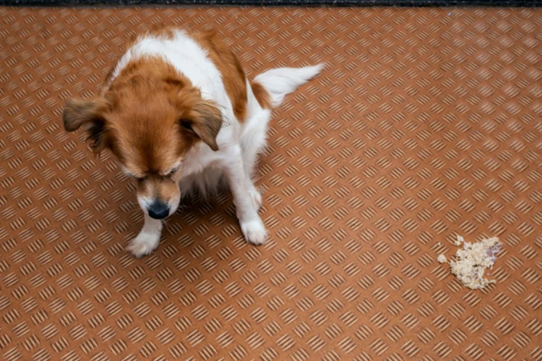 Dog vomiting foam