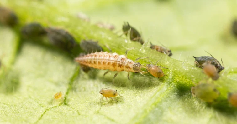 Larva zlatoočky se živí mšicemi na rostlině.