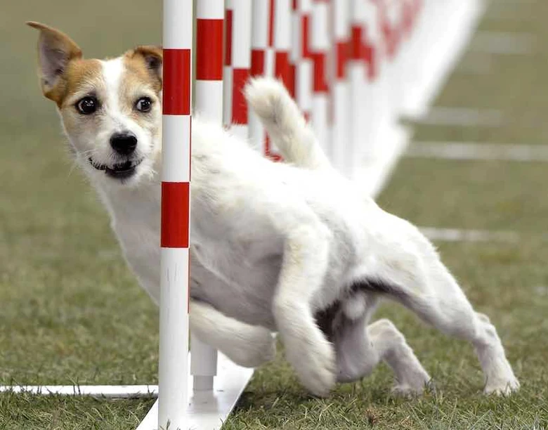 Parson russell terrier running through agility poles