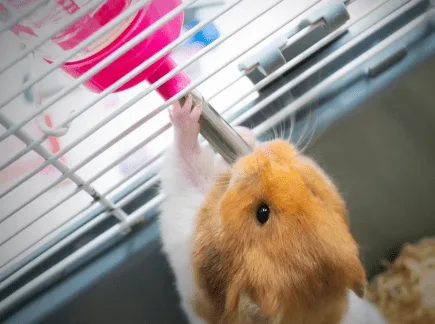 Křeček pije vodu z lahvičky připevněné na kleci.